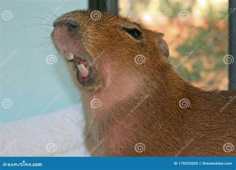 Pet Capybara Yawning in Front of a Window Stock Photo - Image of rous, baby: 179225020