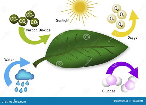 Photosynthesis Equation Diagram with Symbols Stock Illustration ...