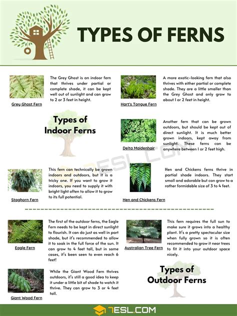 Types Of Indoor Ferns