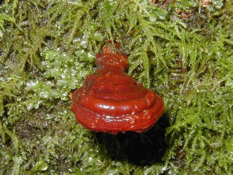 Posisible Wild Reishi found on a hike - Mushroom Hunting and ...