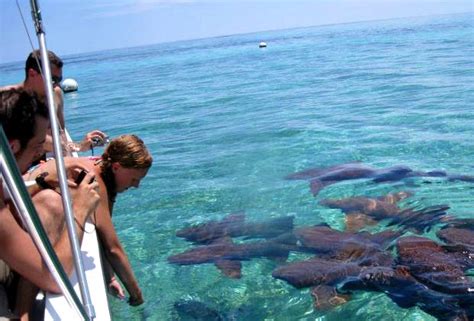 Snorkeling Shark Ray Alley : UnBelizeable! - A Jaunt With Joy | Belize ...