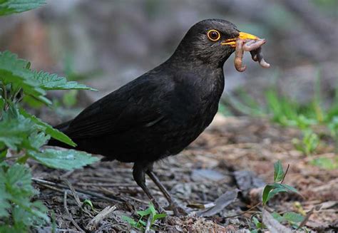 Blackbird | Bird Identification Guide | Bird Spot