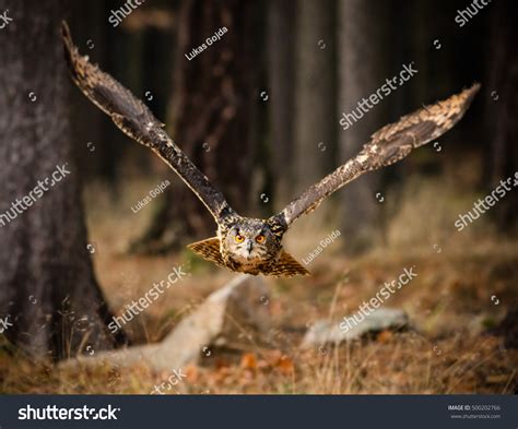 Eagle Owl Swoops In Low Hunting Its Prey. Stock Photo 500202766 ...