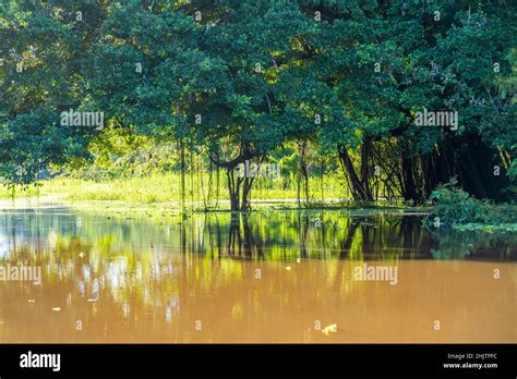 Typical tree of the rivers of the amazon. At the community of Gamboa next to the amazon river ...