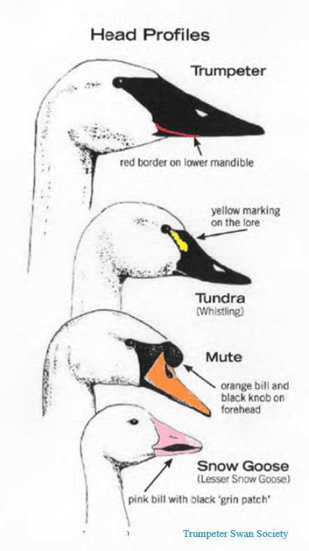 Similar Species to Swans & Hybrids |Trumpeter Swan Society