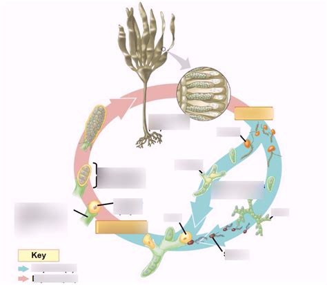 Protists (28.3, Brown Algae Life Cycle Diagram) Diagram | Quizlet