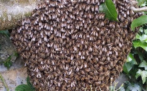 Bees & Swarming • Mount Merrion Residents Association