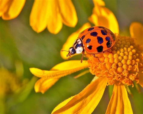 Good Vs. Bad Ladybugs in Your Garden and How to Tell the Difference ...