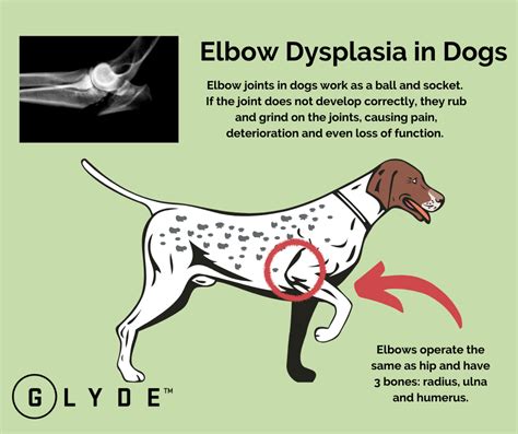 Elbow Dysplasia In Dogs - My Pets Pride