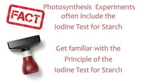 Photosynthesis - Brilliant Biology Student