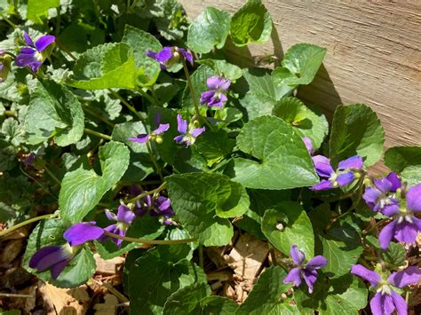 Wild Violets 5 Edible Medicinal Spring Plants Meadow Violets - Etsy