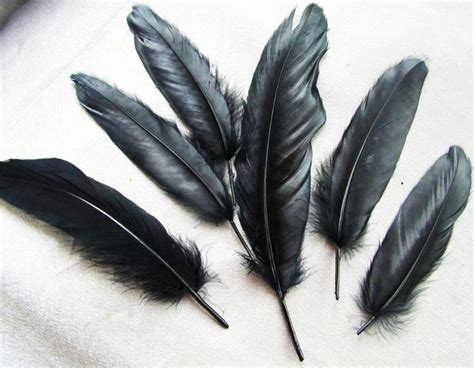 Raven Feather Meaning: Symbolism And Significance | The Full Guide