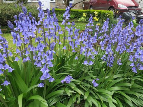 difference between English bluebells and Spanish bluebells | mybeautfulthings