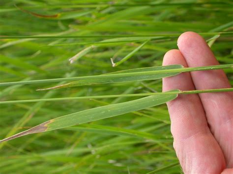 Quackgrass | College of Agriculture, Forestry and Life Sciences | Clemson University, South Carolina