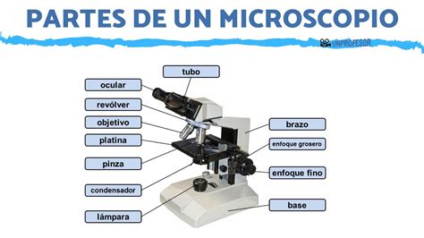 Partes del microscopio - Psiquismo