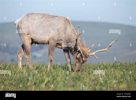 A young male tule elk (Cervus canadensis nannodes) with antlers at the Tomales Point elk reserve ...