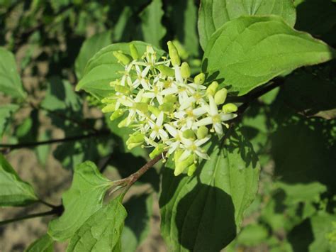 Cornus sanguinea (Bloodtwig Dogwood, Blood-twigged Dogwood, Common ...