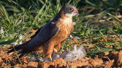 Bird of the Week: 9th September - carnivores! | BIRDS in BACKYARDS