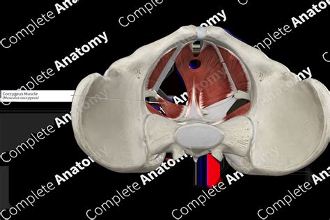 Coccygeus Muscle | Complete Anatomy