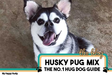 Husky Pug Mix: 4 Reasons to Avoid: The Hug Dog Guide – My Happy Husky