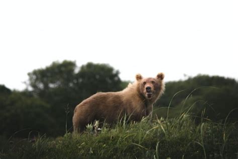 Do Bears Eat Wolves & Vice Versa? | Misfit Animals