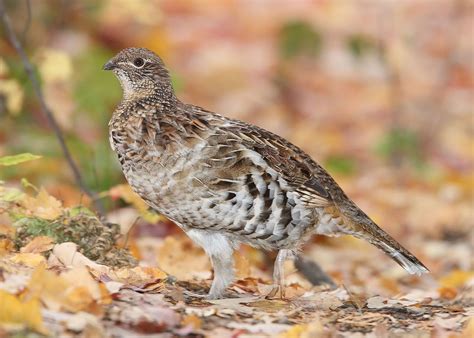 Ruffed Grouse Bonasa umbellus | List of birds, State birds, Backyard birds