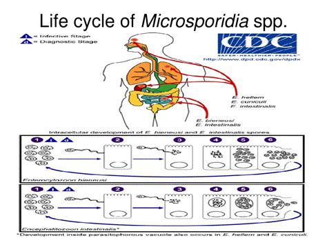 Life Cycle And Transmission Of Phytomonas Spp Parasites