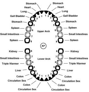 Meridians - teeth - Dr. Scott A. Saunders