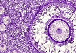 egg cell under microscope - Google Search | Histología, Biología celular, Biología