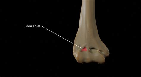 Humerus 3d Anatomy | Doc Jana