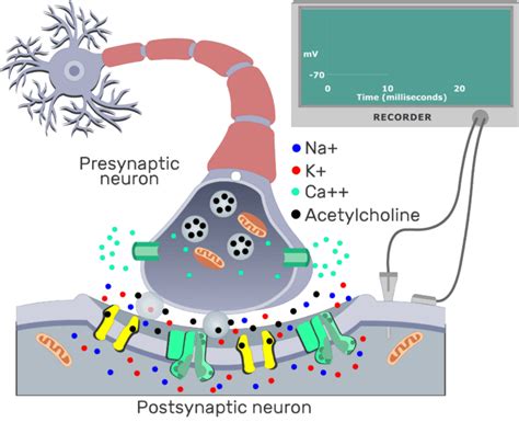 Summary of cholinergic synaptic events | GetBodySmart