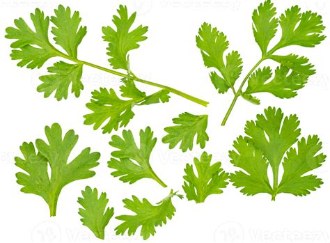 Set of fresh green coriander leaf isolated on transparent background ...