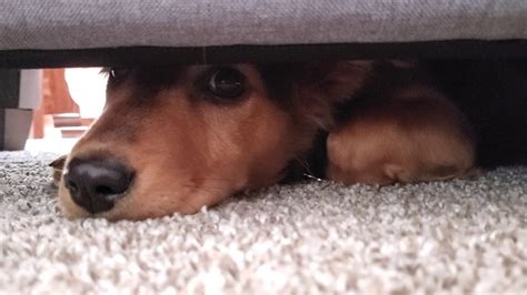 Puppy Hides Under Couch - YouTube