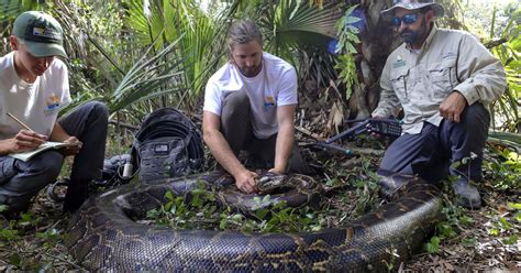 Scientists haul in heaviest female Burmese python ever captured in ...