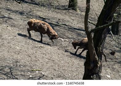 51 Thorold's Deer Images, Stock Photos & Vectors | Shutterstock