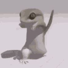 Gecko GIFs | Tenor