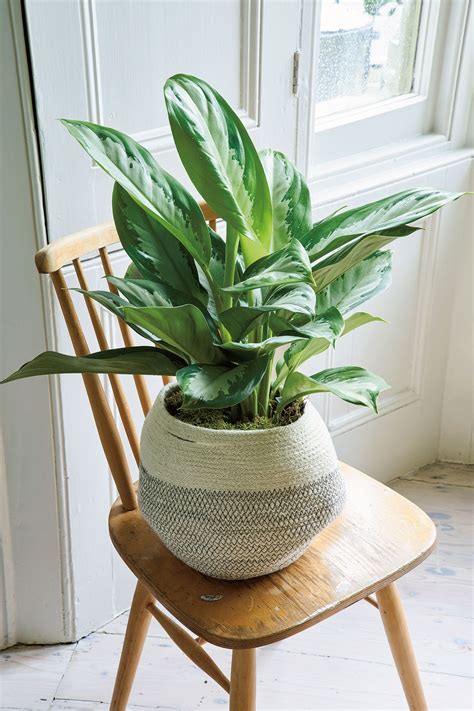 The best house plants | Interiors | House & Garden