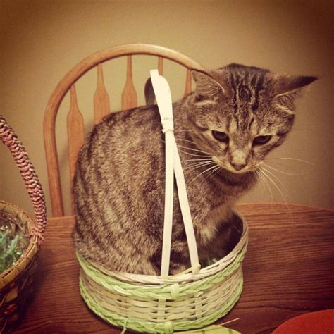 Happy Easter, heres a cat! If I fits I sits!! Happy Easter, Easter Bunny, Brown Eggs, Grumpy Cat ...