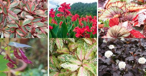 nasilyapilio: 17 Plants For Your Garden With Rainbow Foliage