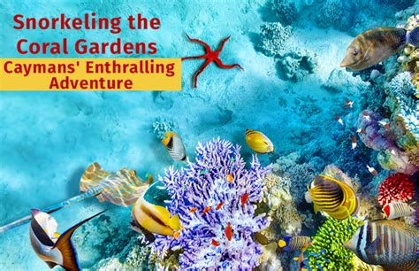 Snorkeling the Coral Gardens – Caymans' Enthralling Adventure