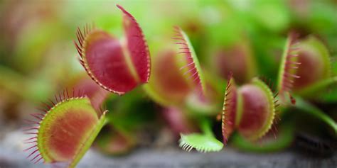 The Amazing Adaptations of Carnivorous Plants | SHADOW