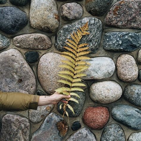 Ferns fade into even prettier Fall colors.... | @JohnnaHolmgren