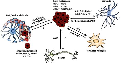 Breast cancer brain metastases: biology and new clinical perspectives | Breast Cancer Research ...