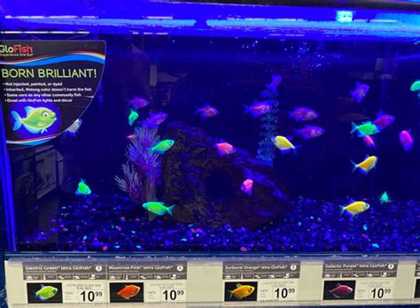 Complete Guide to GloFish Care and Buying: Everything You Need to Know ...