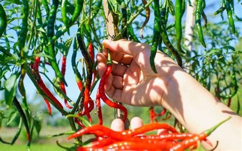 11 Ways to Use Cayenne Peppers (& How to Dry Them Properly)