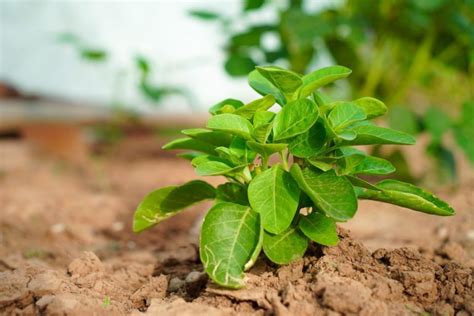 Ashwagandha: planting, care & uses - Plantura