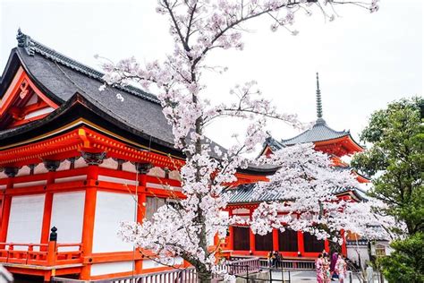 Kyoto Cherry Blossom Tour With A Local: 100% Personalized & Private ...