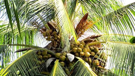 Revolutionizing the Coconut Industry through Digital EMP | Daily FT