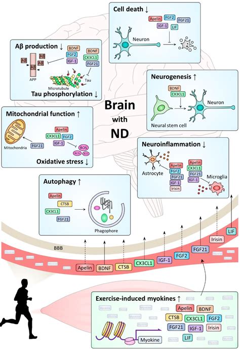 Figure 1 from Physical Exercise-Induced Myokines in Neurodegenerative Diseases | Semantic Scholar