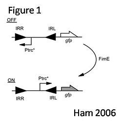 Part:BBa K526000 - parts.igem.org